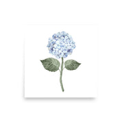 Hydrangea Bloom Blue Single Art Print - Hydrangea Lane Home