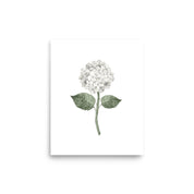 Hydrangea Bloom White Single Art Print - Hydrangea Lane Home