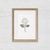 White Hydrangea Bloom Art Print - Hydrangea Lane Home