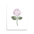 Pink Hydrangea Single Bloom Watercolour Art Print - Hydrangea Lane Home