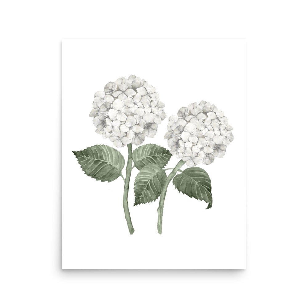 White Hydrangea Double Bloom Watercolour Art Print - Hydrangea Lane Home