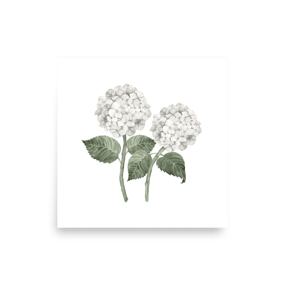 White Hydrangea Double Bloom Watercolour Art Print - Hydrangea Lane Home