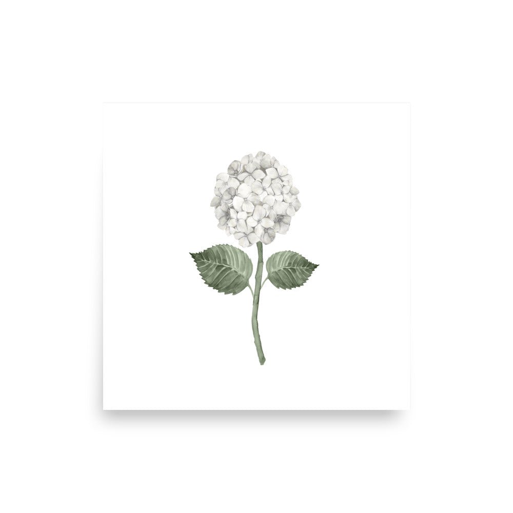 White Single Hydrangea Bloom Watercolor Art Print - Hydrangea Lane Home