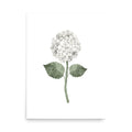 White Single Hydrangea Bloom Watercolor Art Print - Hydrangea Lane Home