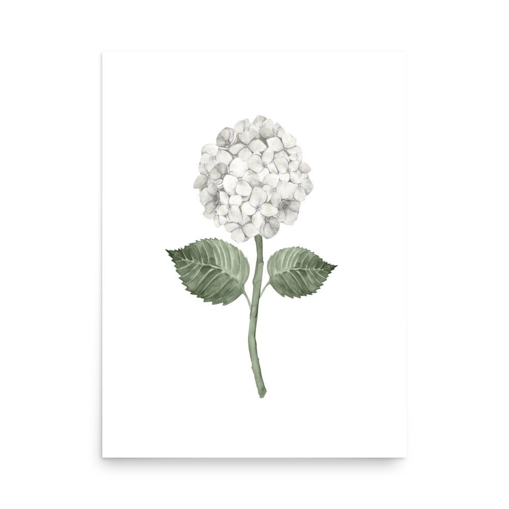 White Single Hydrangea Bloom Watercolor Art Print - Hydrangea Lane Home