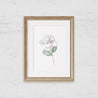 Magnolia Bloom Art Print 2 - Hydrangea Lane Home