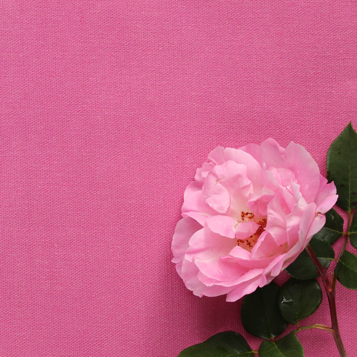 Perfectly Plain Fabric - Raspberry - Hydrangea Lane Home