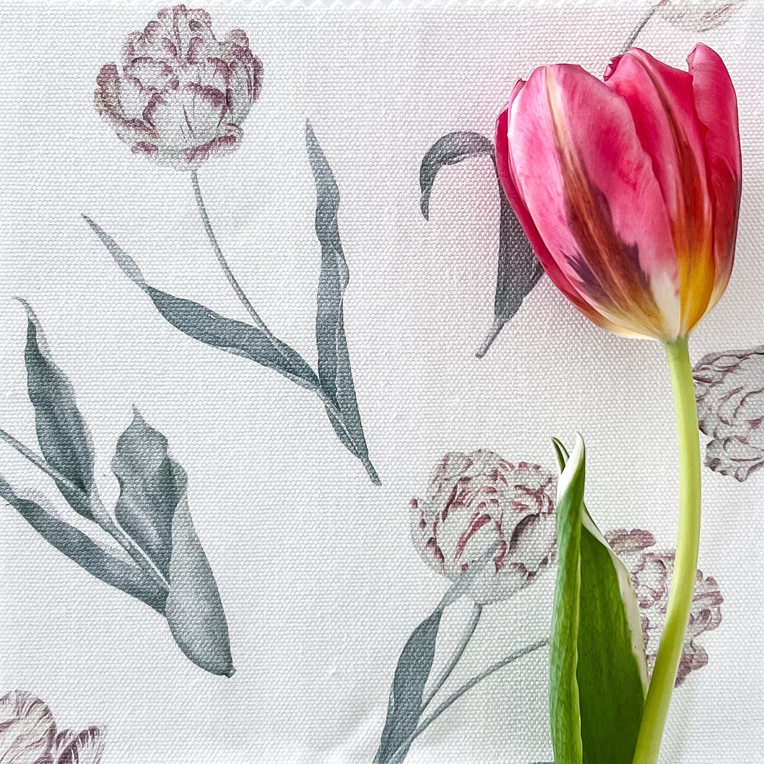 Tulips Fabric - Pink - Hydrangea Lane Home