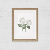 White Double Hydrangea Bloom Art Print - Hydrangea Lane Home