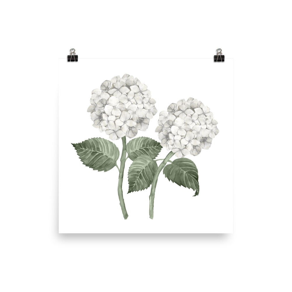 White Double Hydrangea Bloom Art Print - Hydrangea Lane Home
