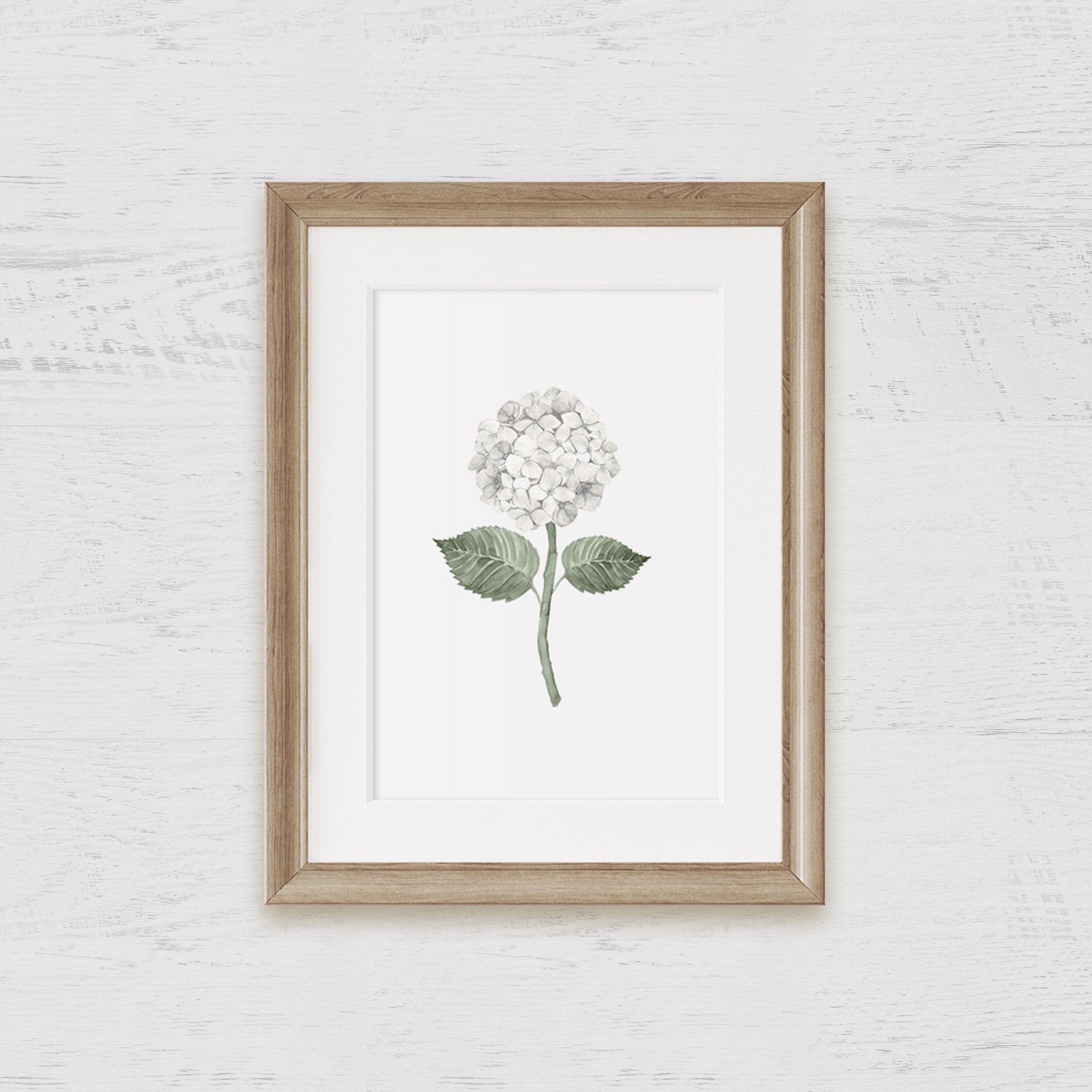 White Hydrangea Bloom Art Print - Hydrangea Lane Home