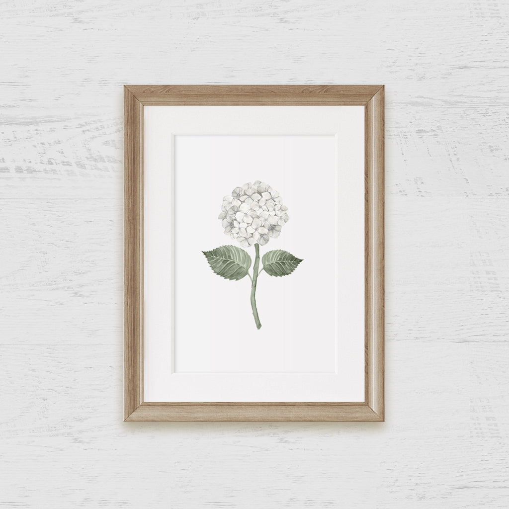White Hydrangea Bloom Art Print - Hydrangea Lane Home