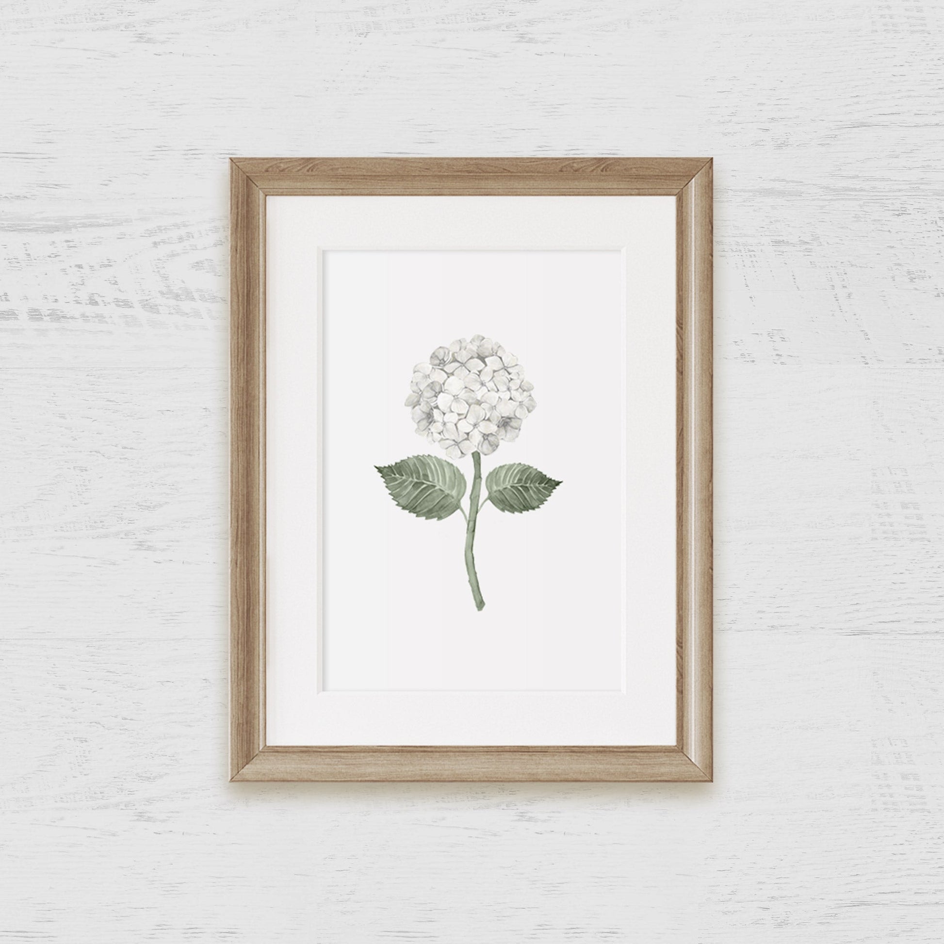 White Hydrangea Bloom Art Print - Hydrangea Lane Home